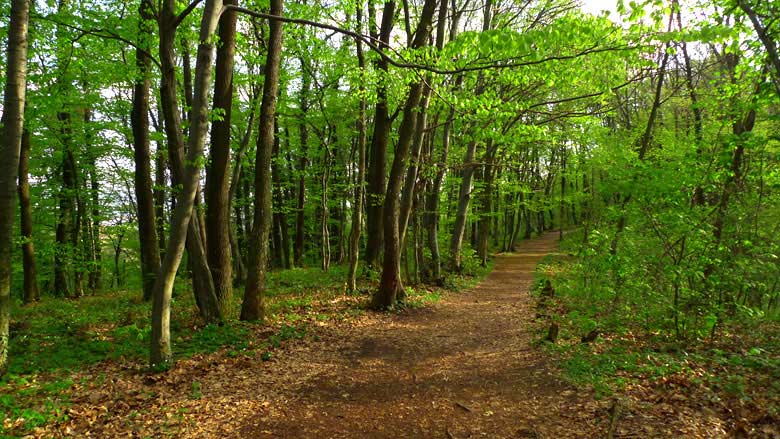 walk-through-forest-path